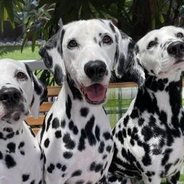 Dalmatians from 4 AM Dalmatians