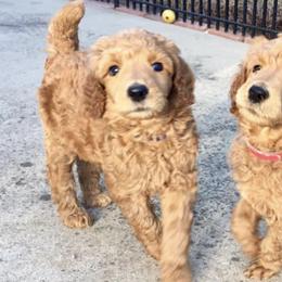 Poodles from Central Coast Standard Poodles