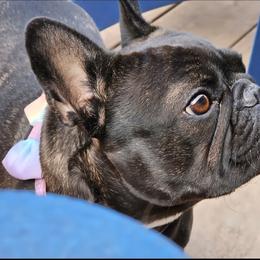 Stella - French Bulldog