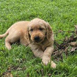 Golden Retriever Puppies from City Goldens