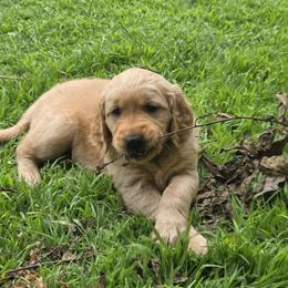 Golden Retriever Puppies from City Goldens
