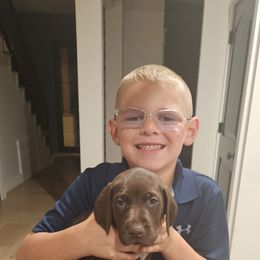 German Shorthaired Pointer Puppies from Bear Creek Pointers
