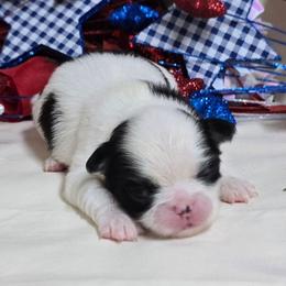 Black Tan Girl (purple) - Black tan and white female Japanese Chin puppy in Tulsa, Oklahoma from Locust Creek Pugs & Japanese Chin's
