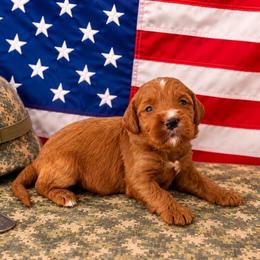 Beau (gray) - Red  male Goldendoodle puppy in Apopka, Florida from The Classic Doodle