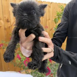 Poppy - Black female Brussels Griffon puppy in Durant, Oklahoma from Trademark Brussels Griffon