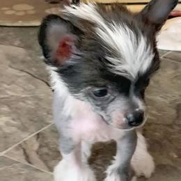 Chihuahua and Chinese Crested Puppies from Western Kentucky Chihuahua’s and Chinese Crested’s