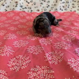 London - Blue merle female Bordoodle puppy in Republic, Missouri from Holland Hilltop Farm