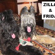 Briard Puppies from Deja Vu Briards