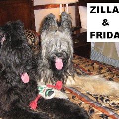 Briard Puppies from Deja Vu Briards