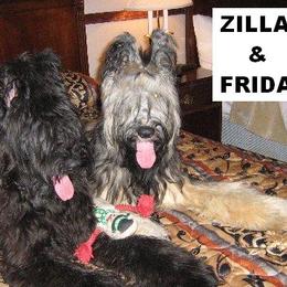Briard Puppies from Deja Vu Briards