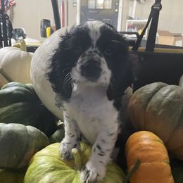Cocker Spaniels from Fairview Cockers