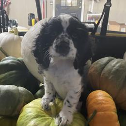 Cocker Spaniels from Fairview Cockers