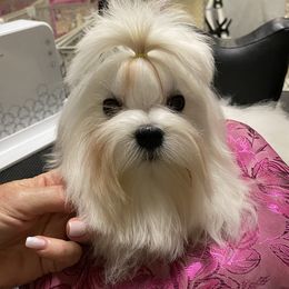 Honey - Maltese