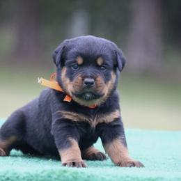 Tacoma - Black and mahogany female Rottweiler puppy in Uniontown, Alabama from CedarBluff Rottweilers