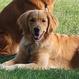 Nala - Golden Retriever