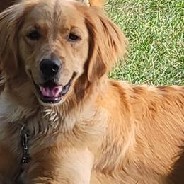 Nala - Golden Retriever