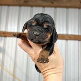 Delta - Black and tan female Bloodhound puppy in Marvell, Arkansas from Hat Creek Kennel