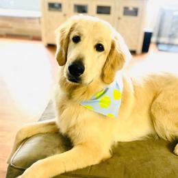 Cockapoo and Goldendoodle All Grown Up from Meghan McKay