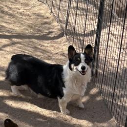 Cece - Black and tan female Pembroke Welsh Corgi puppy in Tucson, Arizona from Sierrita Mountain Corgis