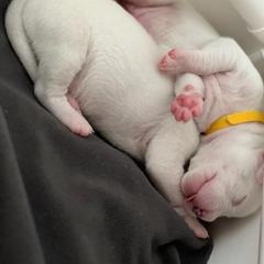 Dogo Argentino Puppies from Fates Legacy Kennels