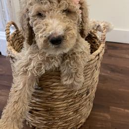 Winnie - Apricot female Poodle puppy in Oak Glen, California from Coriander Pups