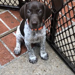 German Shorthaired Pointer Puppies from Blue Mountain GSP's