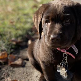 Labrador Retrievers from Limestone River Labradors