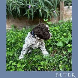 Boy 4 - Brown roan male Lagotto Romagnolo puppy in Salida, California from Harper's Lagotti
