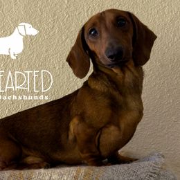 Oscar - Dachshund