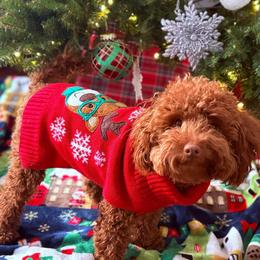 Rio - Poodle