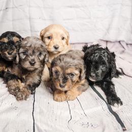 Cavapoo Puppies from Panda Puppies