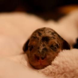 Onyx - Merle male Goldendoodle puppy in Forney, Texas from Diamond Doodle Pups and Poodles