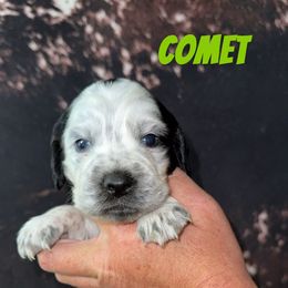 Comet - Tri-Roan male English Springer Spaniel puppy in Williston, Florida from Parks Paradise Springers