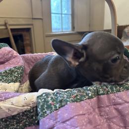 Dachshund, French Bulldog, and Pembroke Welsh Corgi Puppies from Corgis at the Jersey Shore/Frenchie Connection