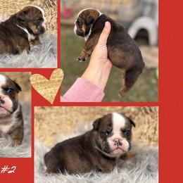 Brownie - Red brindle female Bulldog puppy in Quinlan, Massachusetts from Wright Way Retrievers