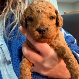 Light purple collar - Red  female Goldendoodle puppy in Ottawa, Kansas from Kansas Country Doodles