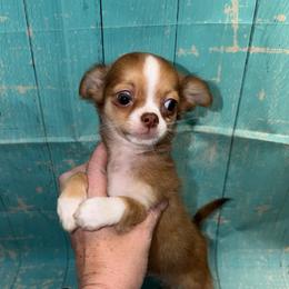 7355 sable male - Red male Chihuahua puppy in Palmyra, Indiana from Country Star Chihuahuas