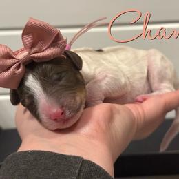 Chanel - Parti female Poodle puppy in Independence, Kansas from Malone Standard Poodles