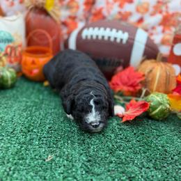 Queenie - Black and white female Bernedoodle puppy in Willacoochee, Georgia from Kitandkboodle's Doodles