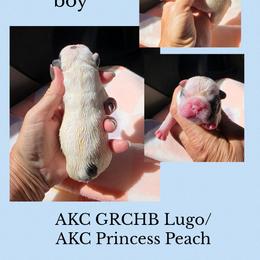 Pied boy - Fawn and white male French Bulldog puppy in Polk City, Florida from Best Friend Frenchies, LLC