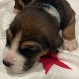 Basset Hound Puppies from Southern Rose Bassets