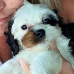 Clover (Chloe) - Tri-color female Cavapoo puppy in Cameron, South Carolina from Sassy Sailor & Company