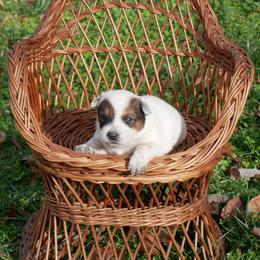 Romeo - Red mottled male Australian Cattle Dog puppy in Buffalo Valley, Tennessee from Buffalo Valley Breeders