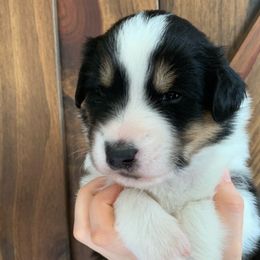 Katmai - Black white and tan Old Time Scotch Collie puppy in Mars Hill, North Carolina from Brambly Mountain Farm