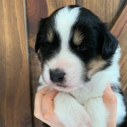 Katmai - Black white and tan Old Time Scotch Collie puppy in Mars Hill, North Carolina from Brambly Mountain Farm