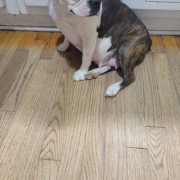 Rae Rae - Boston Terrier