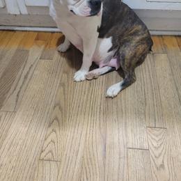 Rae Rae - Boston Terrier