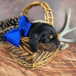 Brown - Black and tan male Black and Tan Coonhound puppy in Ephraim, Utah from Wanderlust Coonhounds