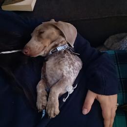 Tanzy - Dachshund