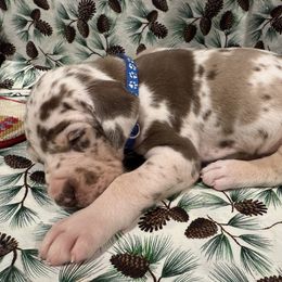 "Stuffing" - Great Dane puppy from Ferguson Family Danes LLC